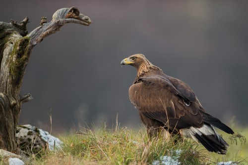 Orol versus Pterodaktyl, Ľubomír Ondráško